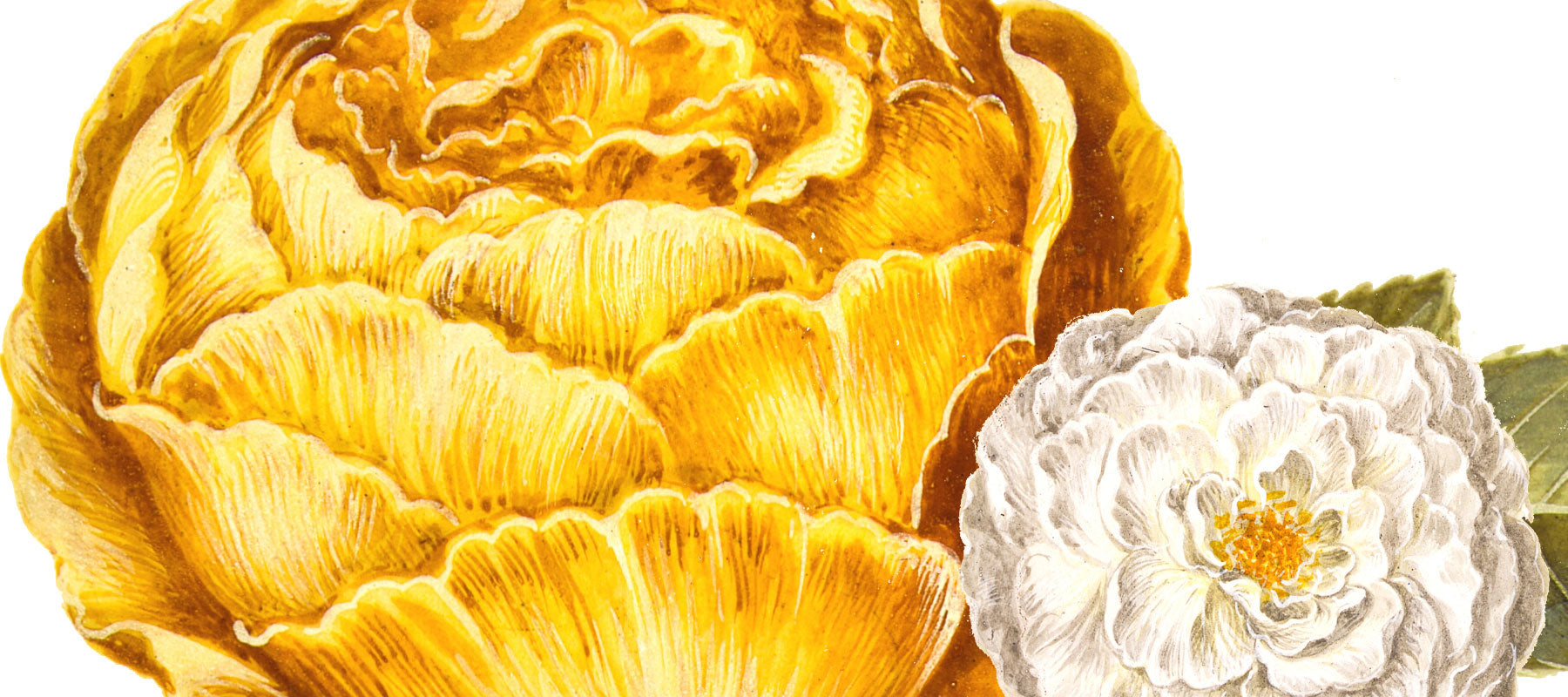 Nya vibrationer i Bourgogne